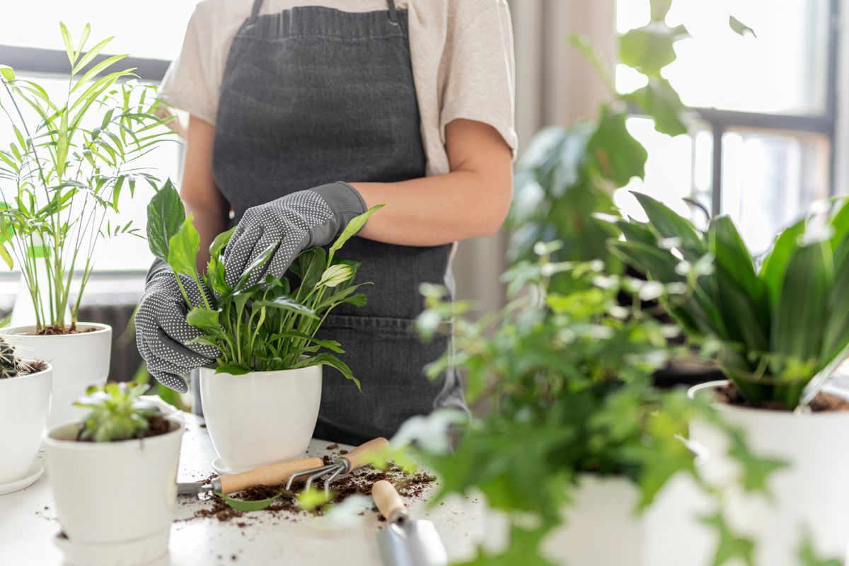 Renter-Friendly Tips for Indoor and Balcony Gardening