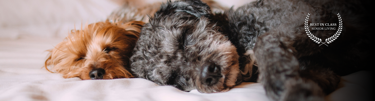 sleeping dogs