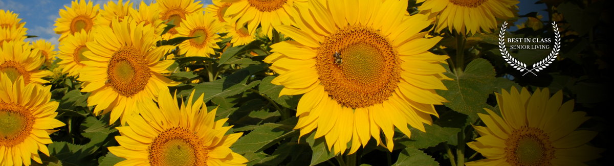 sunflowers