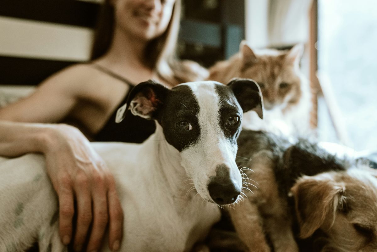 Pet friednly