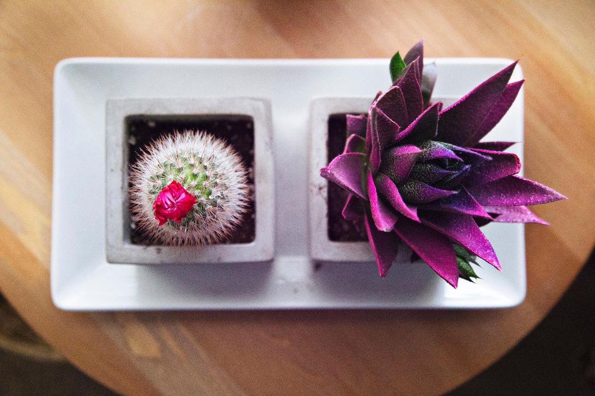Plants on tray