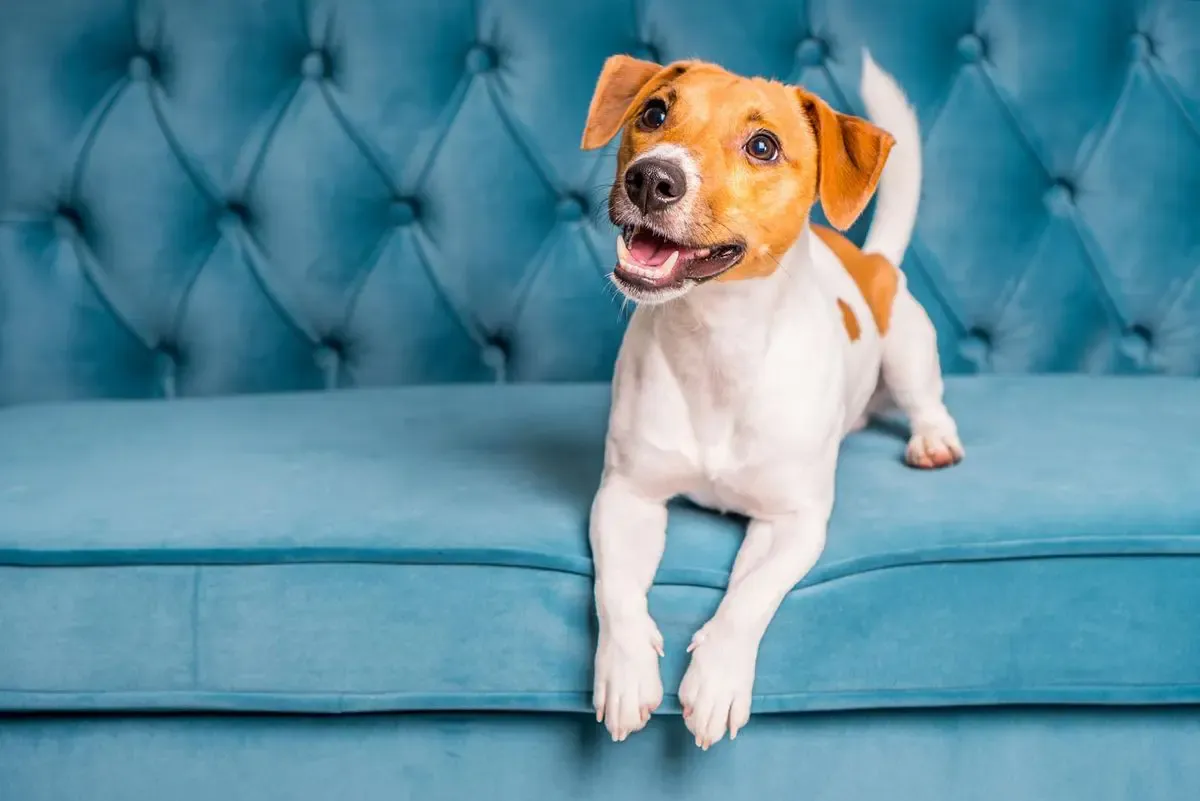 dog on couch
