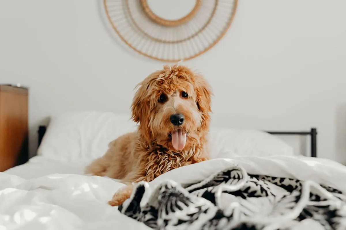 Pet Policy