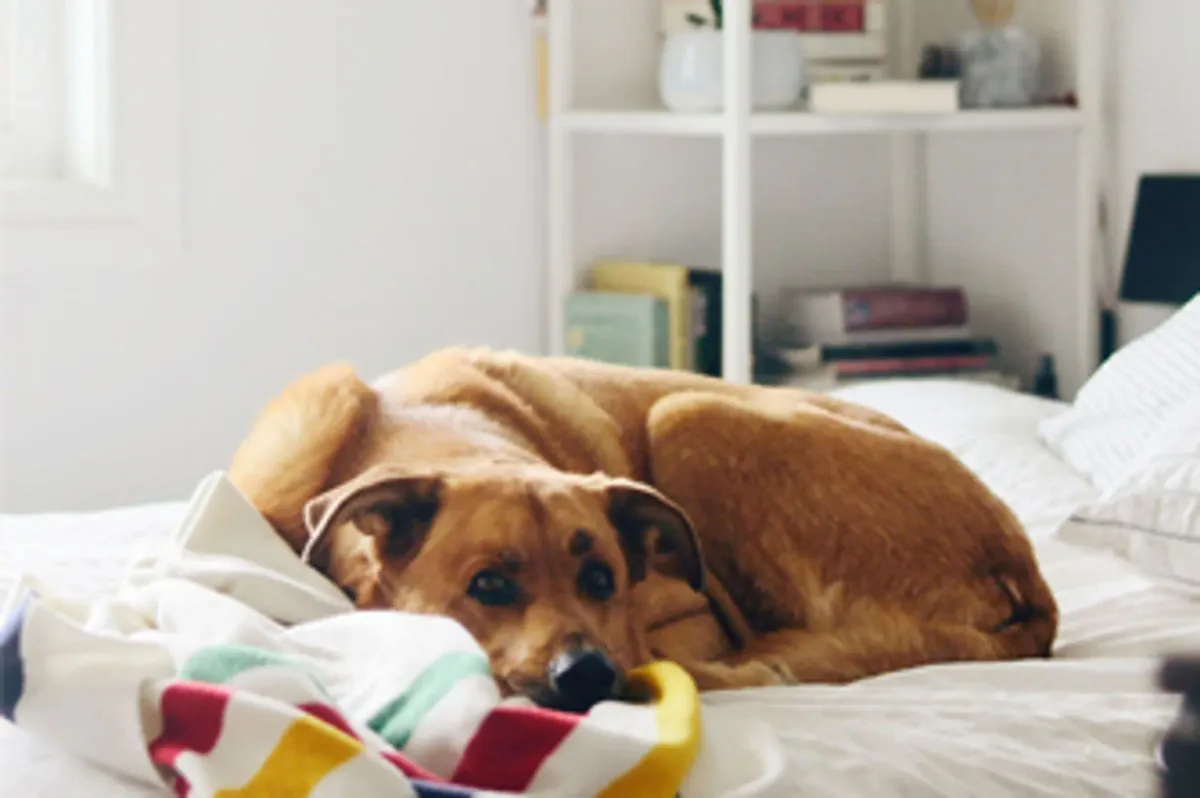Dog