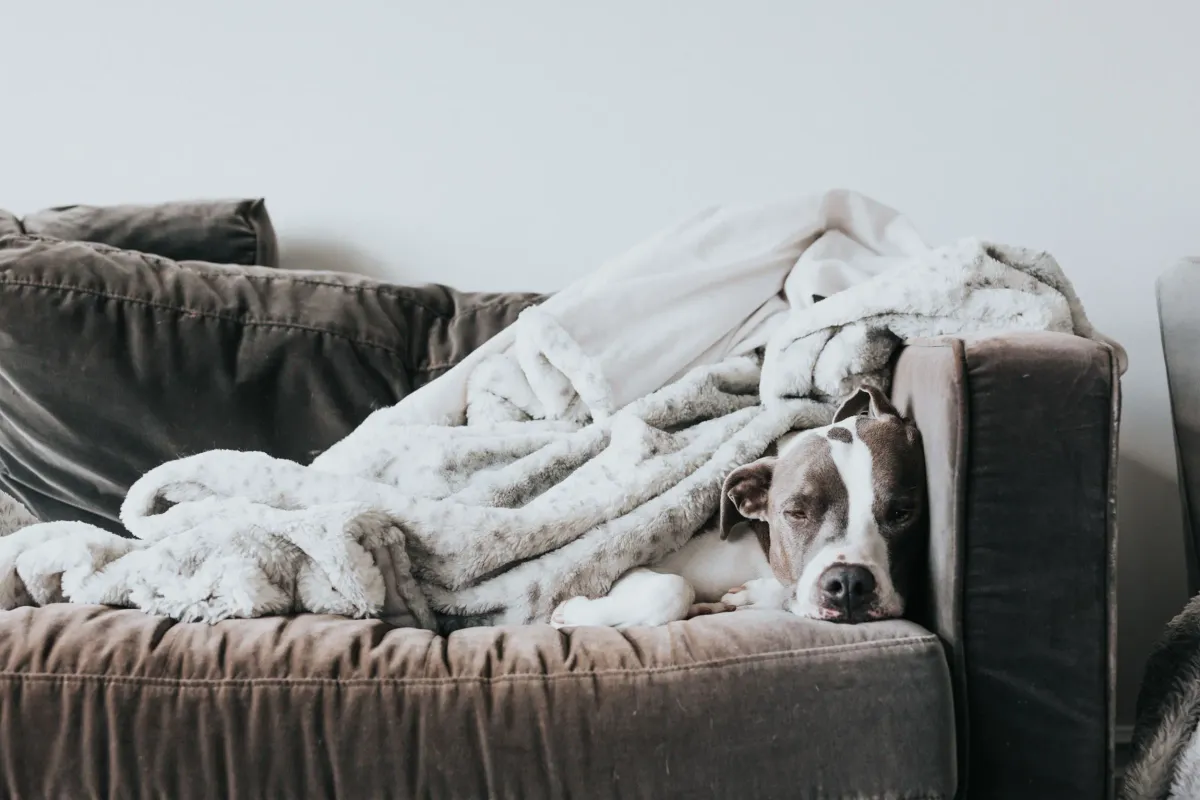 dog on couch