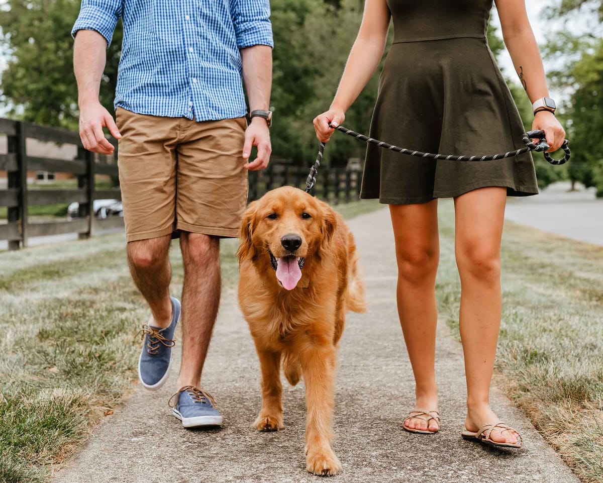 Walking Dog
