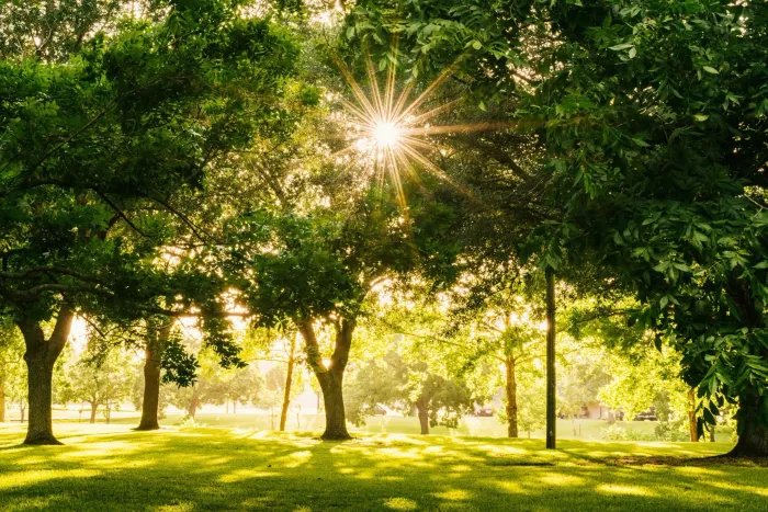 park with trees
