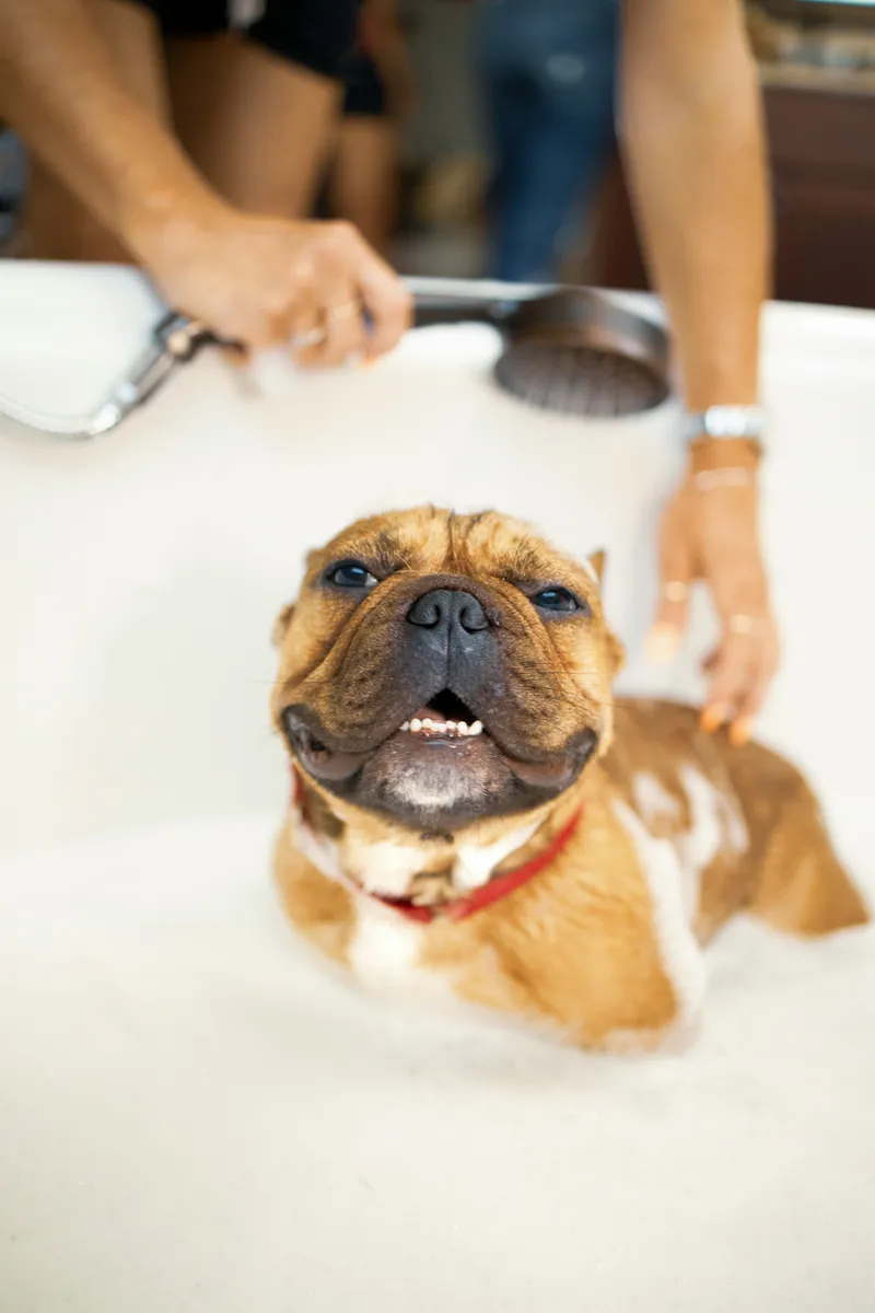 Pet being washed