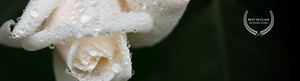 white rose with water droplets