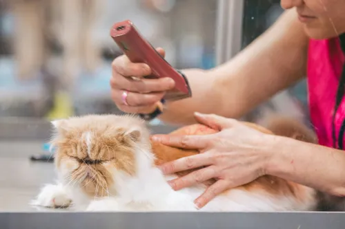 Cat being trimmed