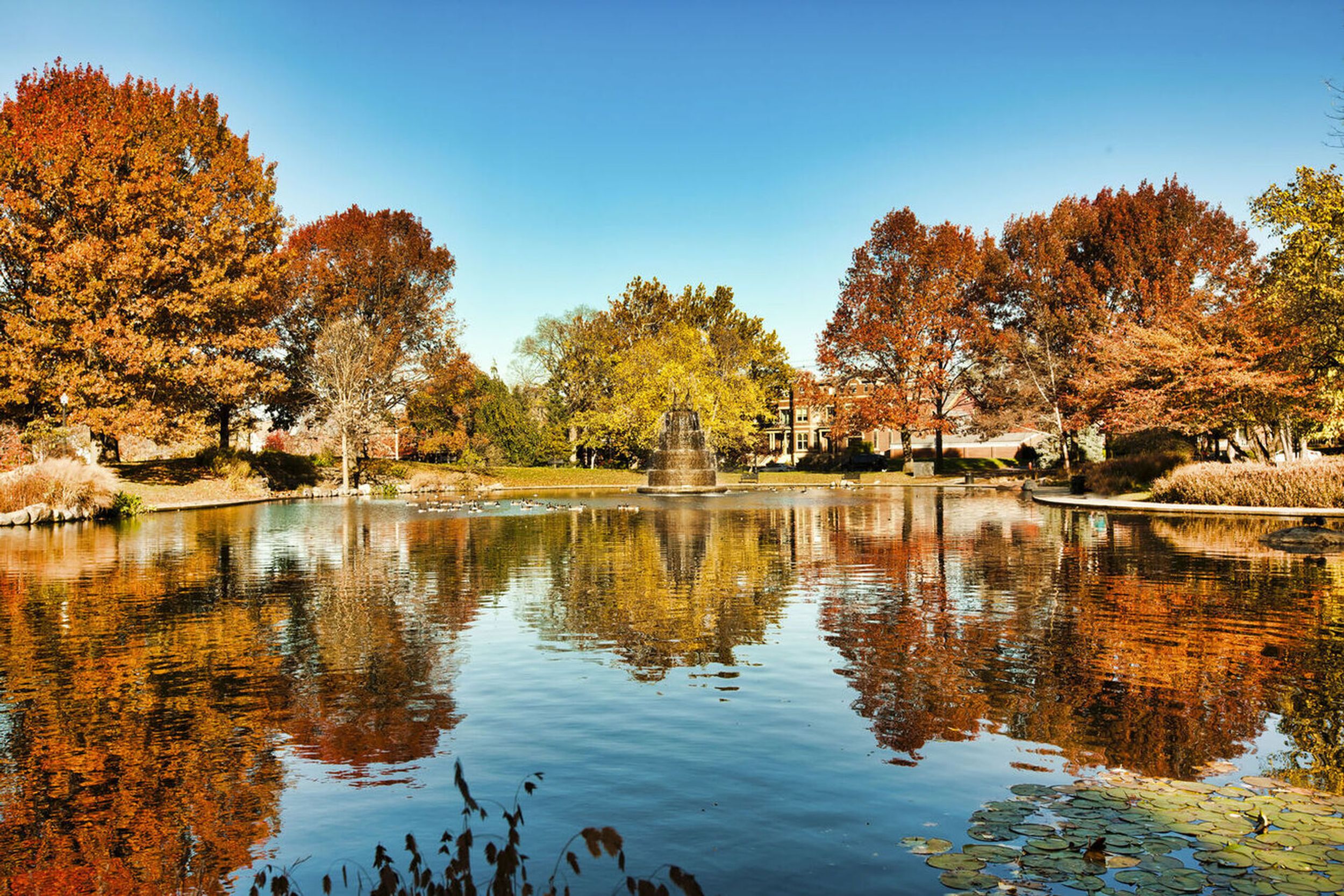 neighborhood trees